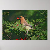 Cedar Waxing Eating Mountain Ash Berry Poster (Voorkant)