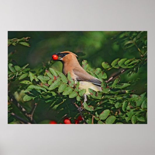 Cedar Waxing Eating Mountain Ash Berry Poster (Voorkant)