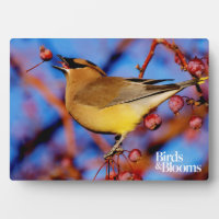 Cedar Waxing