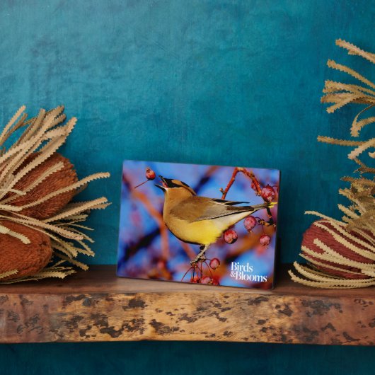 Cedar Waxing Fotoplaat (Zijkant)