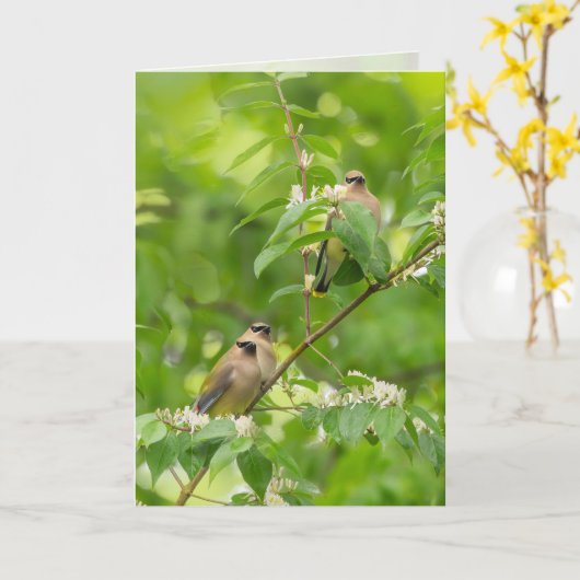 Cedar Waxing Kaart (Gele Bloem)