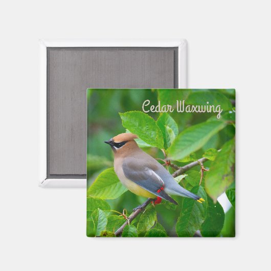 Cedar Waxing Magneet (Voorkant / Achterkant)