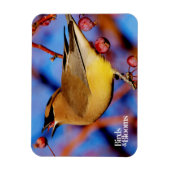 Cedar Waxing Magneet