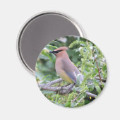 Cedar Waxing Magnet (Voorkant / Achterkant)
