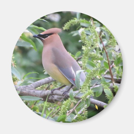 Cedar Waxing Magnet (Voorkant)