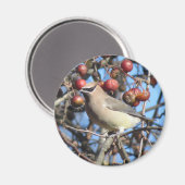 Cedar Waxing Magnet (Voorkant / Achterkant)