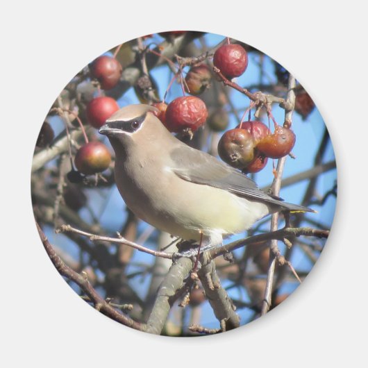 Cedar Waxing Magnet (Voorkant)