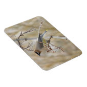 Cedar Waxing Magnet Magneet (Rechterzijde)