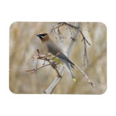Cedar Waxing Magnet Magneet (Horizontaal)