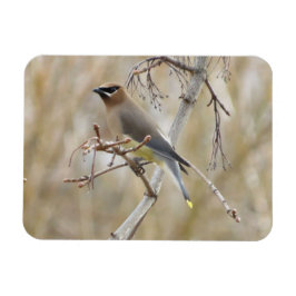 Cedar Waxing Magnet Magneet