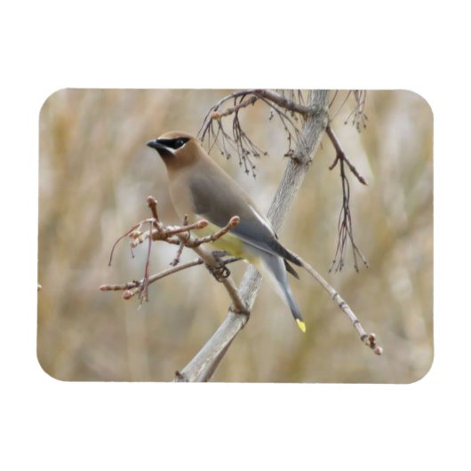 Cedar Waxing Magnet Magneet (Horizontaal)
