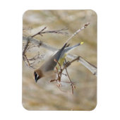 Cedar Waxing Magnet Magneet (Verticaal)