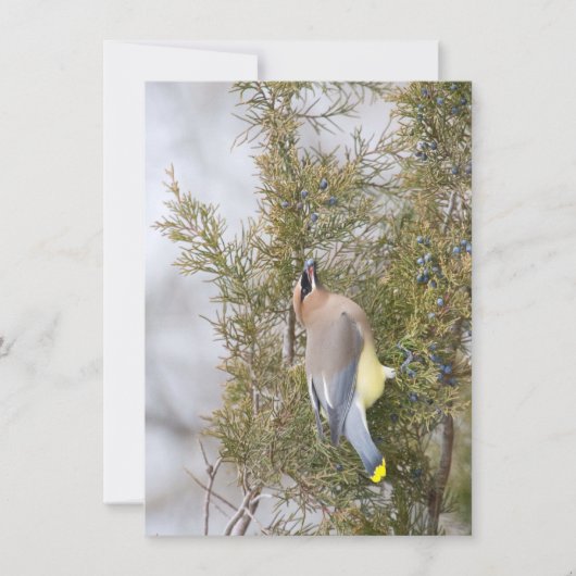 Cedar Waxing met Berry Note Card Bedankkaart (Voorkant)