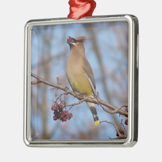 Cedar Waxing Metalen Ornament (Links)