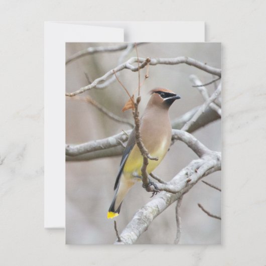 Cedar Waxing Note Card Bedankkaart (Voorkant)