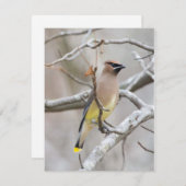 Cedar Waxing Note Card Bedankkaart (Voorkant / Achterkant)