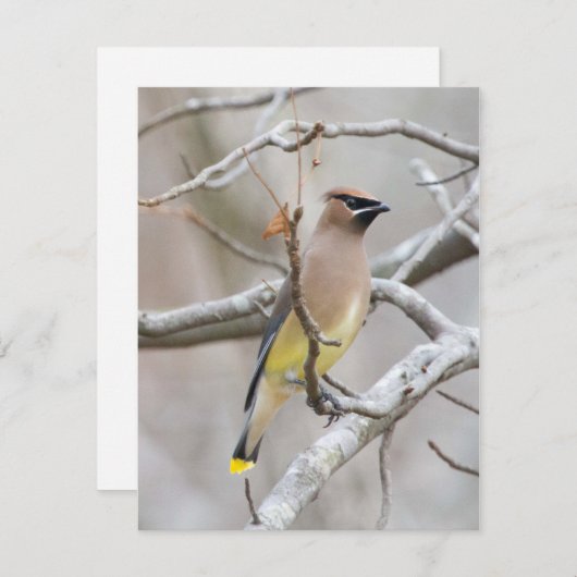 Cedar Waxing Note Card Bedankkaart (Voorkant / Achterkant)