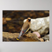 Cedar Waxing Poster (Voorkant)