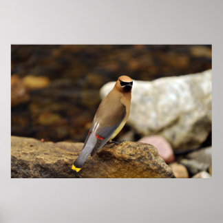 Cedar Waxing Poster