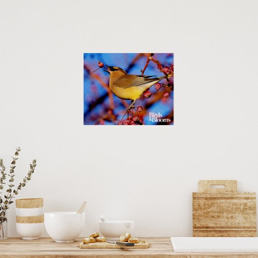 Cedar Waxing Poster (Keuken)