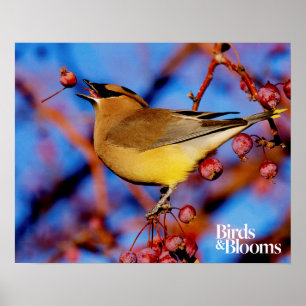 Cedar Waxing Poster