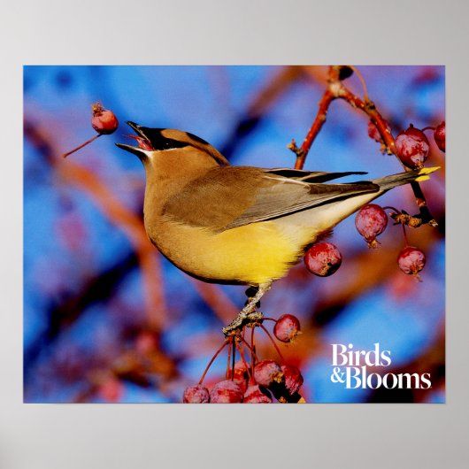Cedar Waxing Poster (Voorkant)