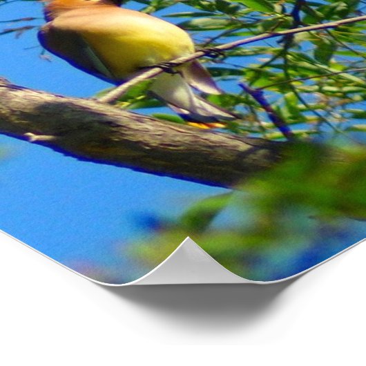 Cedar Waxing Print (Hoek)