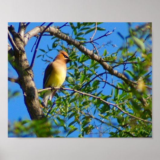 Cedar Waxing Print (Voorkant)