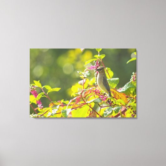 Cedar Waxwing and Poke Berries on a Tree Canvas Afdruk (Voorkant)