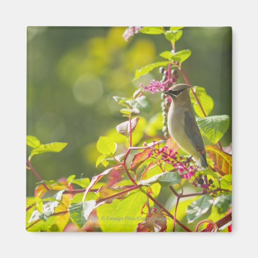 Cedar Waxwing and Poke Berries on a Tree Magneet (Voorkant)