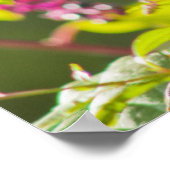 Cedar Waxwing and Poke Berries on a Tree Poster (Hoek)