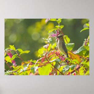 Cedar Waxwing and Poke Berries on a Tree Poster
