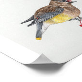 Cedar Waxwing Art Print (Hoek)