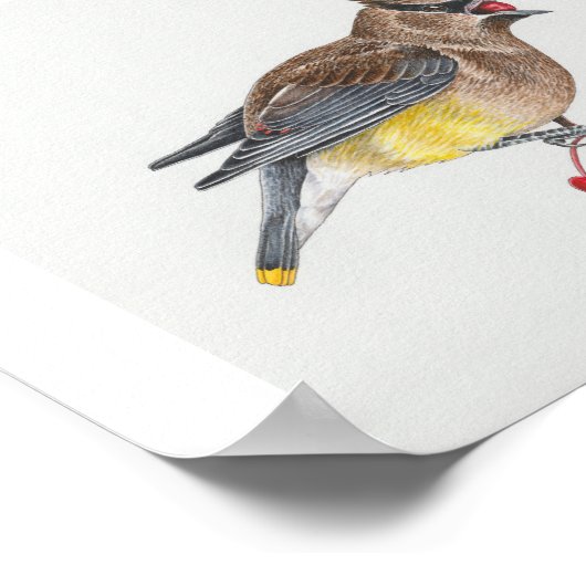 Cedar Waxwing Art Print (Hoek)
