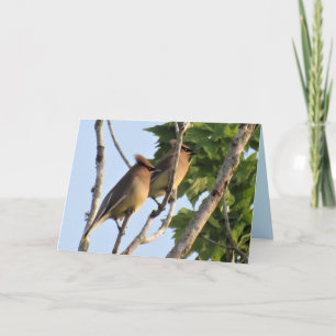 Cedar Waxwing - Backyard Bird Series - Folded Kaar Feestdagen Kaart