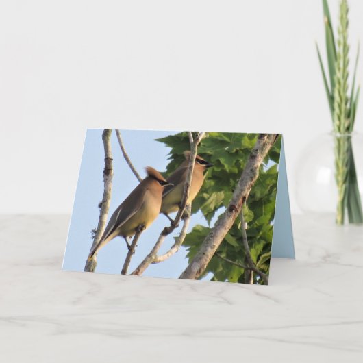 Cedar Waxwing - Backyard Bird Series - Folded Kaar Feestdagen Kaart (Voorkant)
