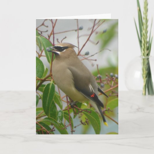 Cedar Waxwing Card Kaart (Voorkant)