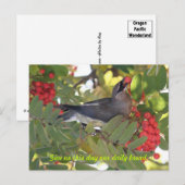 Cedar Waxwing - Dagelijks brood - Briefkaart (Voorkant / Achterkant)
