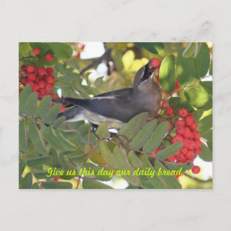 Cedar Waxwing - Dagelijks brood - Briefkaart