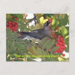 Cedar Waxwing - Dagelijks brood - Briefkaart