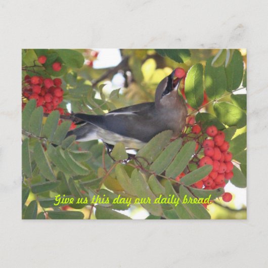 Cedar Waxwing - Dagelijks brood - Briefkaart (Voorkant)