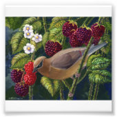 Cedar Waxwing in frambozen fotoprint Foto Afdruk (Voorkant)