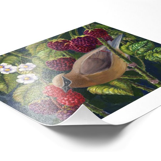 Cedar Waxwing in frambozen fotoprint Foto Afdruk (Hoek)