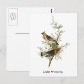 Cedar Waxwing, John Audubon Briefkaart (Voorkant / Achterkant)