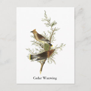 Cedar Waxwing, John Audubon Briefkaart