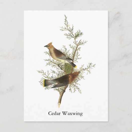 Cedar Waxwing, John Audubon Briefkaart (Voorkant)
