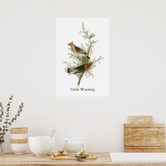Cedar Waxwing, John Audubon Poster (Keuken)