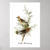 Cedar Waxwing, John Audubon Poster (Voorkant)