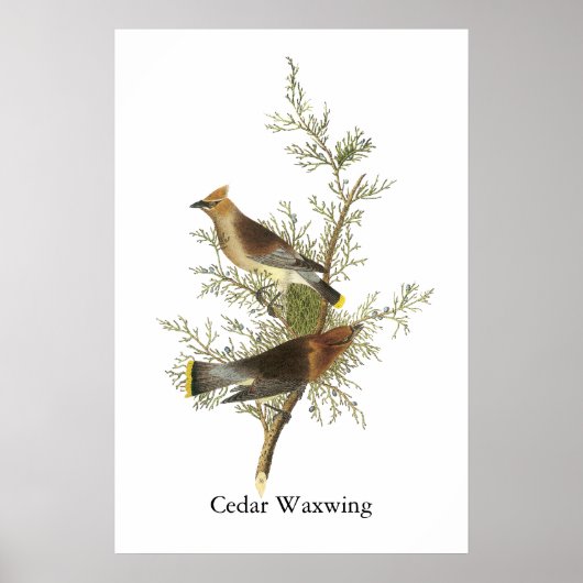 Cedar Waxwing, John Audubon Poster (Voorkant)
