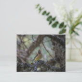 Cedar Waxwing op een tak Briefkaart (Staand voorkant)